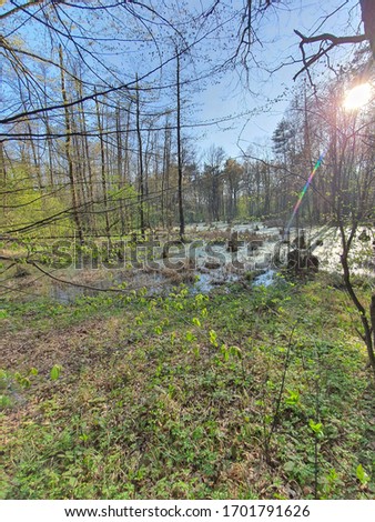The magnificent nature of Ukraine,  small ponds in the forest, beautiful nature scenery.