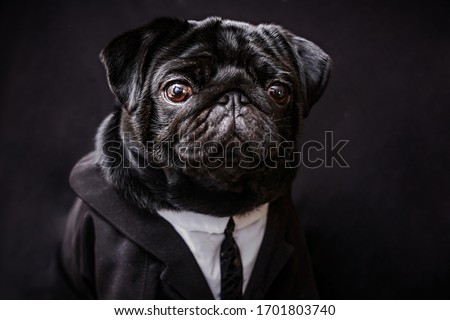 office businessman pug dog isolated on black background