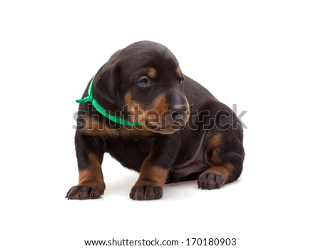 Doberman puppy in green ribbon, isolated on white