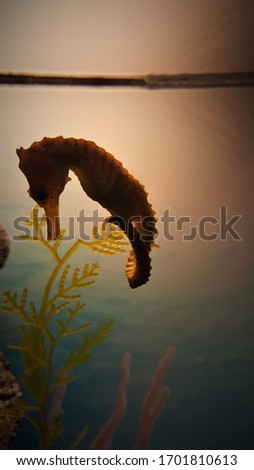 shy sea horse in contrast 