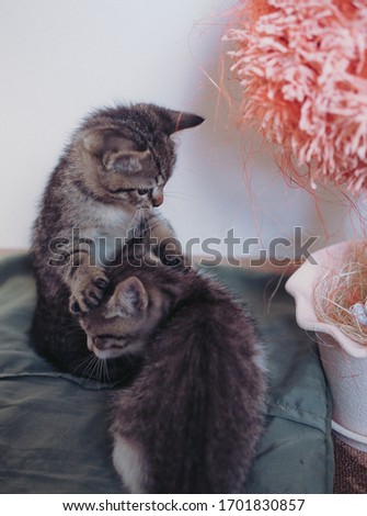 Two beautiful little tabby kittens are playing on the pillow. Domestic pet kittens.