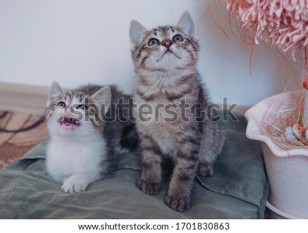 Two beautiful little tabby kittens sit next to each other and pose. One white kitten, the other gray tabby. Home tame little brothers kittens.