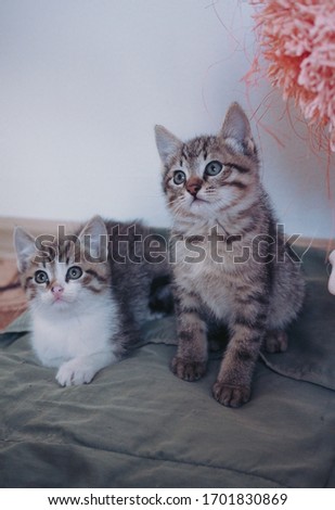 Two beautiful little tabby kittens sit next to each other and pose. One white kitten, the other gray tabby. Home tame little brothers kittens.
