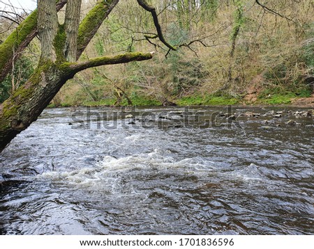 Nature picture with river and trees