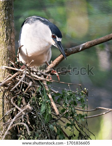 Black-crowned Night Heron bird close-up profile view perched on the nest with bokeh background, displaying bleu and white plumage in its environment and surrounding.