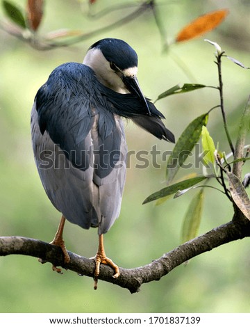 Black-crowned Night Heron bird close-up profile view perched on a branch with bokeh background, cleaning and displaying bleu and white plumage in its environment and surrounding.