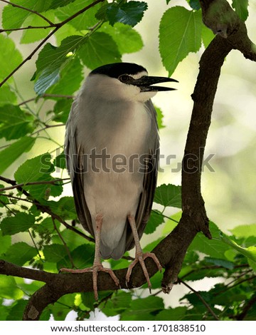 Black-crowned Night Heron bird perched on a branch with bokeh background, displaying blue and white plumage in its environment and surrounding.