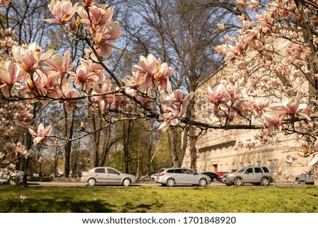 A branch of a pink magnolia in a park in the town with three grey cars on a background