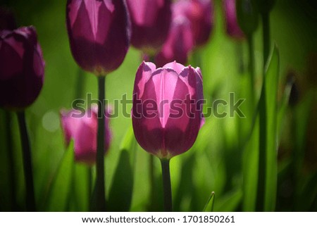 Light purple tulips in the garden. Stock Photo