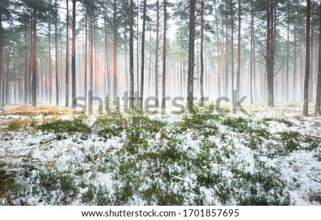 First snow in the misty autumn forest. Green grass, red and orange leaves on the ground, tall mossy pine tree trunks close-up. Finland Royalty-Free Stock Photo #1701857695
