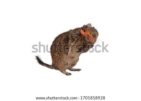 Chilean squirrel eating dried fruit isolated on a white background