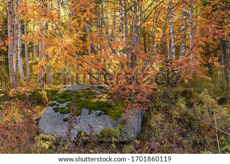 Autumn picture, trees in yellow foliage, a large gray stone on the edge, a Park area.