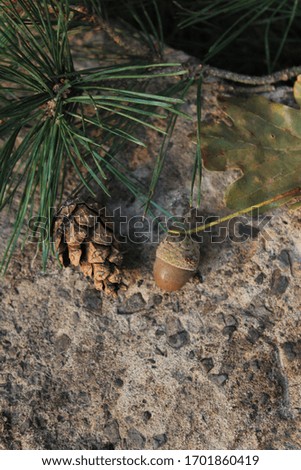cone with acorn on stone