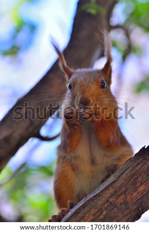 Red squirrel sitting on a branch eating frontal closeup
