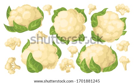 Cauliflower vector cartoon set icon. Vector illustration cabbage on white background. Isolated cartoon set icon cauliflower. Royalty-Free Stock Photo #1701881245