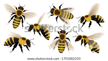Honey bee isolated cartoon set icon. Vector illustration animal of honeybee on white background. Vector cartoon set icon honey bee . Royalty-Free Stock Photo #1701882250