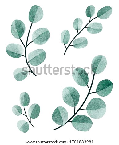 Watercolor clip art aet of eucalyptus round leaves and twig floral branches. Hand painted baby and silver dollar eucalyptus, botanical elements isolated on white background.