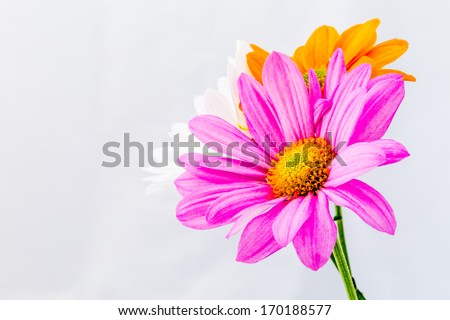 close-up chrysanthemum flower