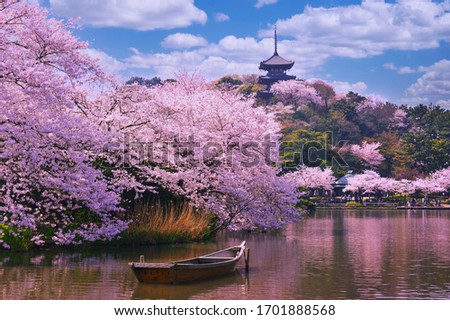 Pink sakura flowers,Cherry blossoms pink,Sakura Cherry blossoming alley. Wonderful scenic park with rows of blooming cherry sakura trees and green lawn in spring, Royalty-Free Stock Photo #1701888568