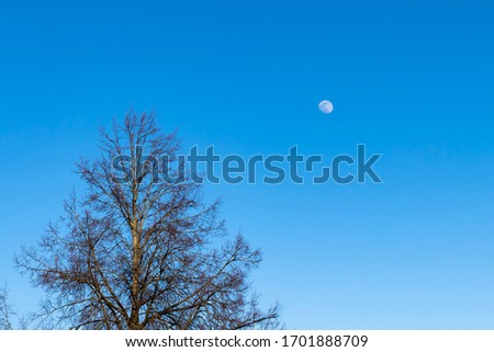 Daylight The moon is visible in the blue sky. Nearby stands a conifer