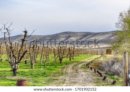 apple orchard with road and hills in background 