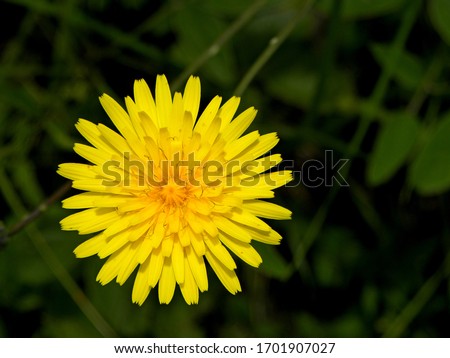 Wildflowers. Macro Photo of a dandelion plant. Dandelion plant with a fluffy yellow bud. 