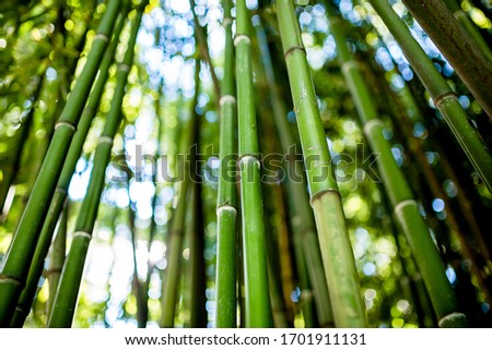 Green bamboo forest background for the splash screen