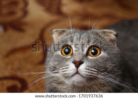 A beautiful cat of a fashionable breed Scottish fold asks to eat Royalty-Free Stock Photo #1701937636