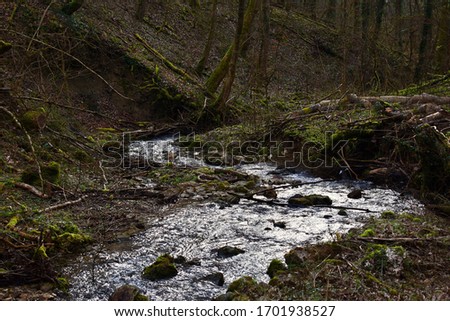 
Small stream in the forest.