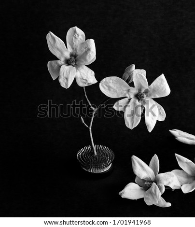 Blooming magnolias on a black background