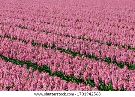 Beautiful purple hyacinth flowers blossom in the field during spring season, Pink purple of Hyacinthus, A small genus of bulbous, Fragrant flowering plants in the family, Nature floral background.