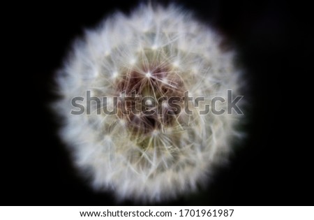 Dandelion close-up on a dark background. A fluffy flower. The view from the top. For the background