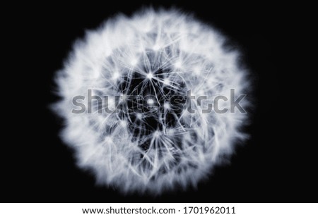 Dandelion close-up on a dark background. A fluffy flower. The view from the top. For the background