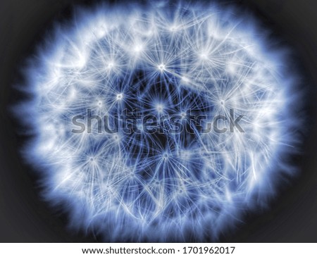 Dandelion close-up on a dark background. The blue object. Neon light.A fluffy flower.Isolate. The view from the top. For design or background.
