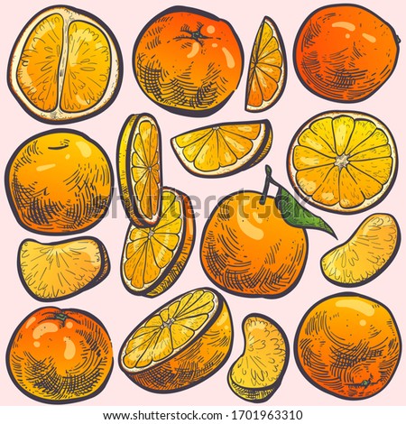  Fresh juicy oranges, whole and cut. Hand drawn sketch. Set of elements for design