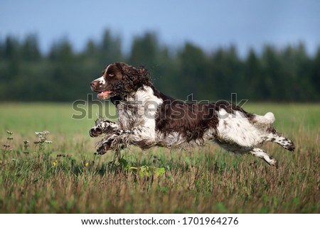 Beautiful dog English Springer Spaniel running on the field Royalty-Free Stock Photo #1701964276