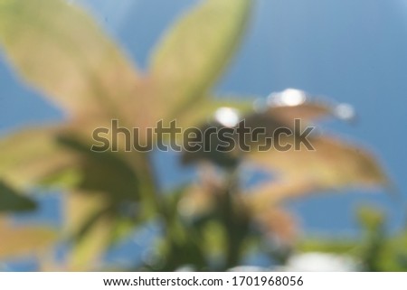 Out of focus picture of a plant.