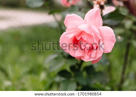 One blossoming pink rose on a background of green grass and leaves. A delicate flower can be used as an independent picture or as an example of a certain plant variety. Holiday card for Mother's Day.