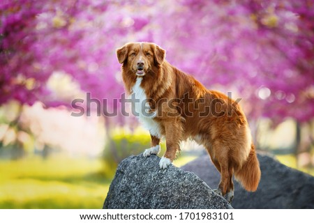 Nova scotia duck tolling retriever dog standing on a rock on a pink blossom sakura background  on sunny spring day Royalty-Free Stock Photo #1701983101