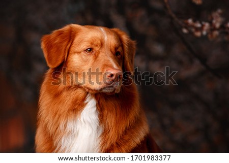 Nova scotia duck tolling retriever dog portrait looking away from the camera on sunny spring day Royalty-Free Stock Photo #1701983377