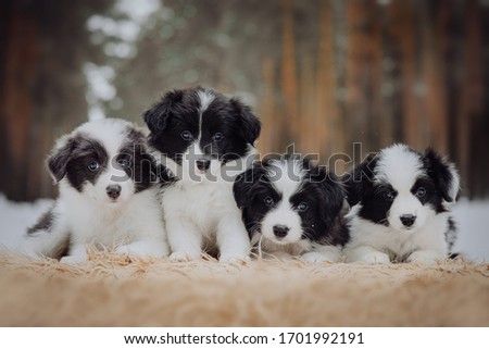 Border collie puppies black and white in he winter forest