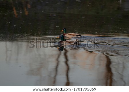 Duck on the Vltava river at sunset