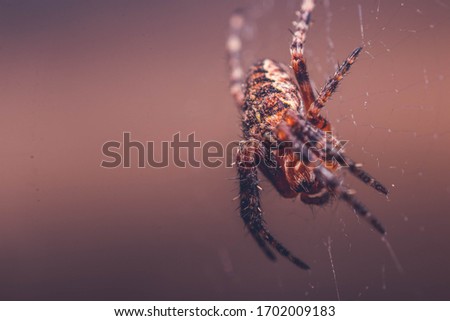 Tiney little brown web spider