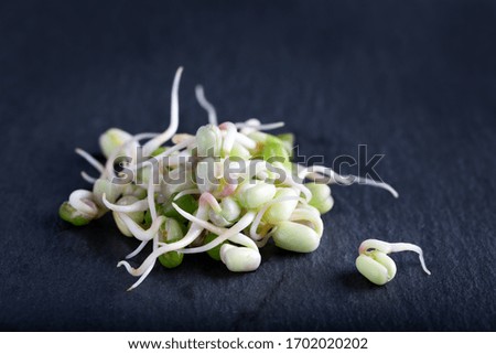 Pile of young sprouts of seeds macro on dark background. Micro green texture, superfood closeup