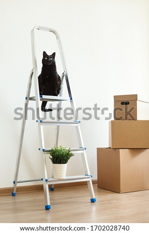 Black cat sitting on ladder in new cozy house with moving cardboard boxes, happy pet at home, movement concept