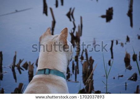 Shar Pei dog with nature background
