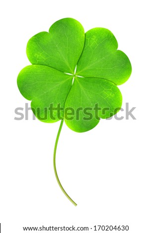 Green clover leaf isolated on white background Royalty-Free Stock Photo #170204630