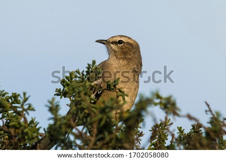 Patagonian Mockingbird, Peninsula Valdes,Patagonia, Argentina 