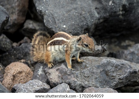 Wild squirrel on the rocks in Fuerteventura, Canary Islands

