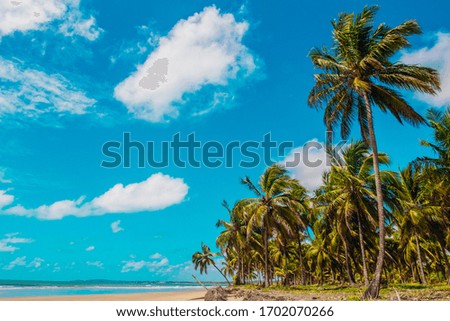 Paradise Beach with Green Coconut Trees, Blue Sea and a Sky with Beautiful White Clouds - Penambuco, Brazil's Northeast